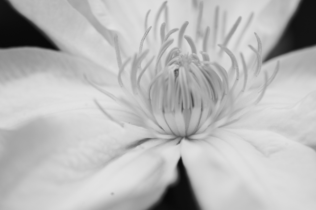 花芯