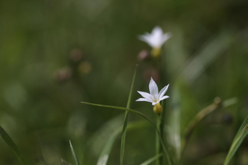 小さな花
