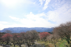 鈴鹿の山の梅林