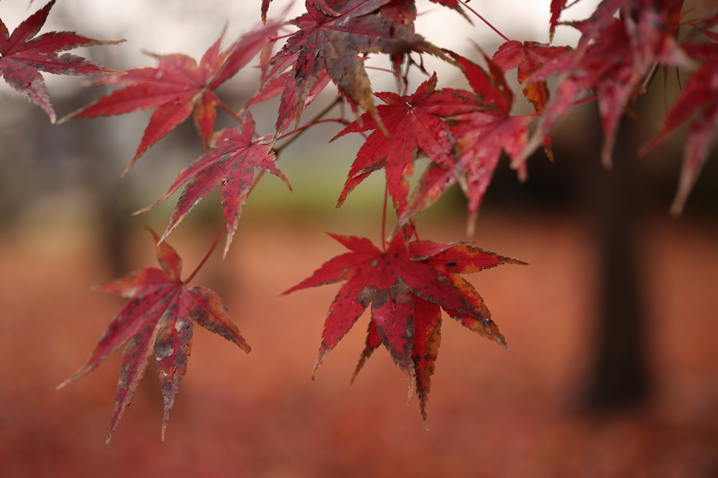 初冬の紅葉