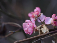梅であれば・・・