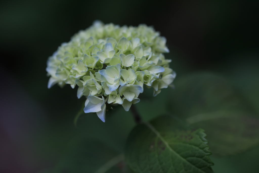 紫陽花