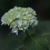 紫陽花