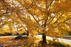 黄色に包まれて