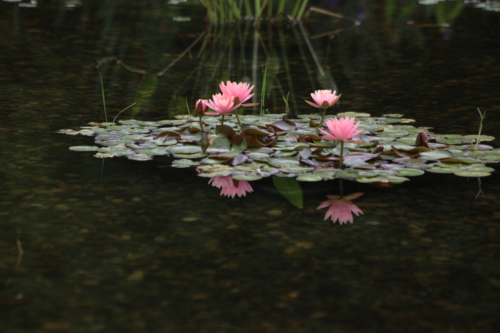 浮かぶピンクの花