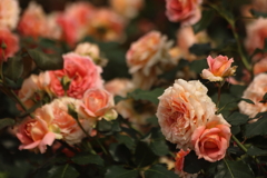 ピンクの花園
