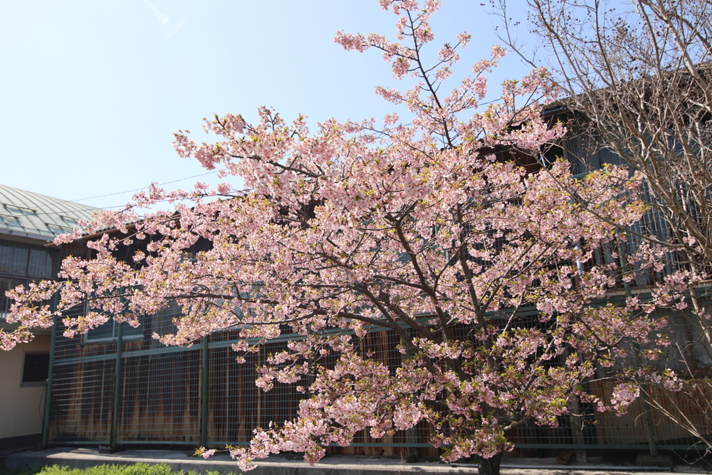 学び舎の桜