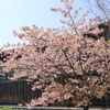 学び舎の桜