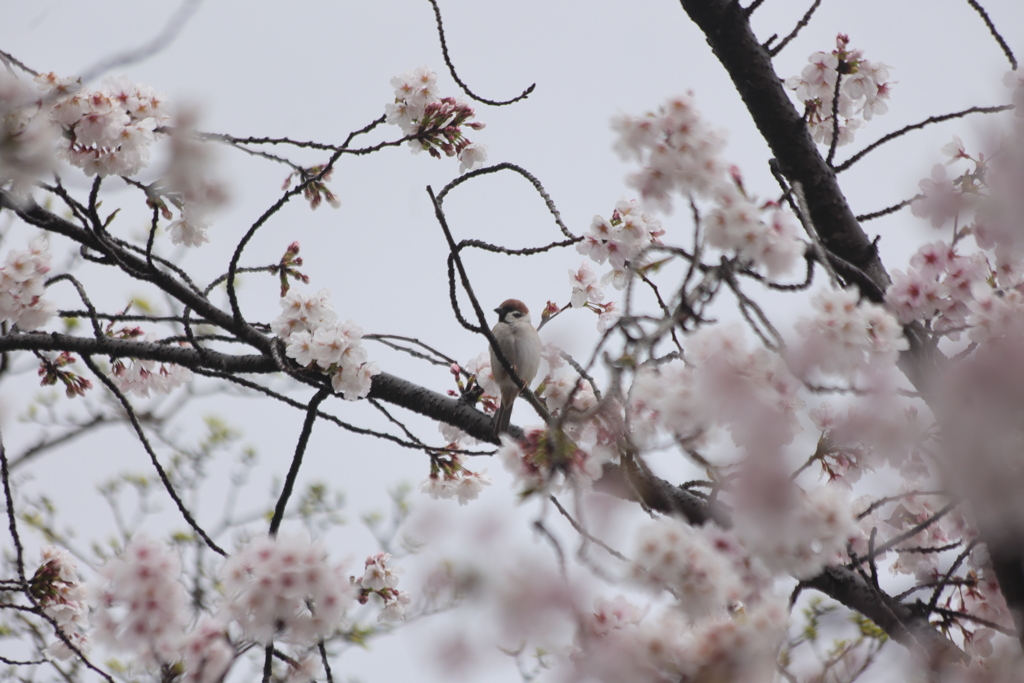 雀桜