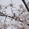 雀桜