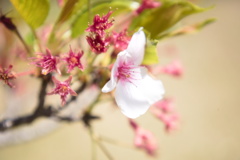 名残桜