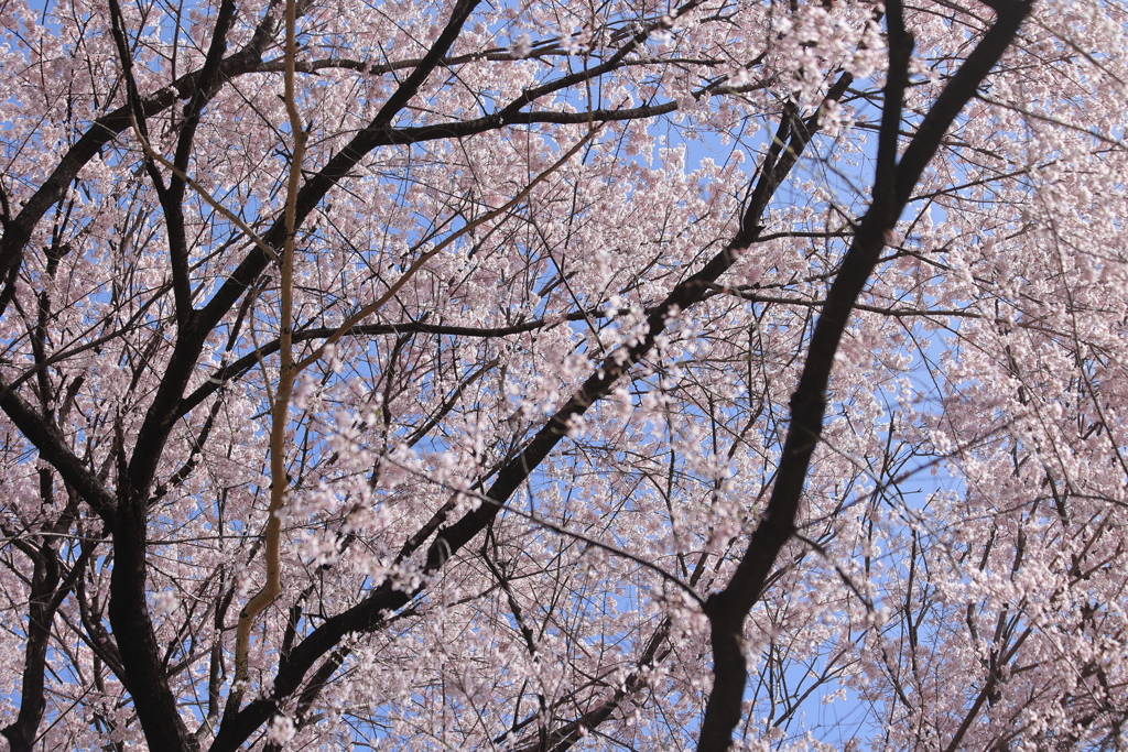 さくら　さくら