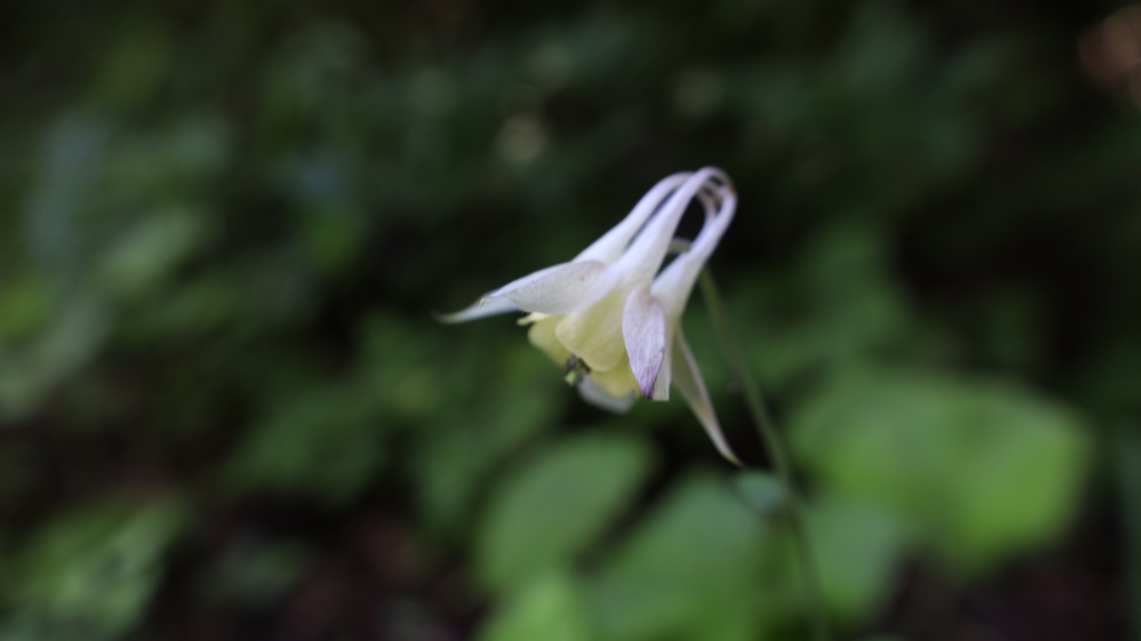 黄花山苧環