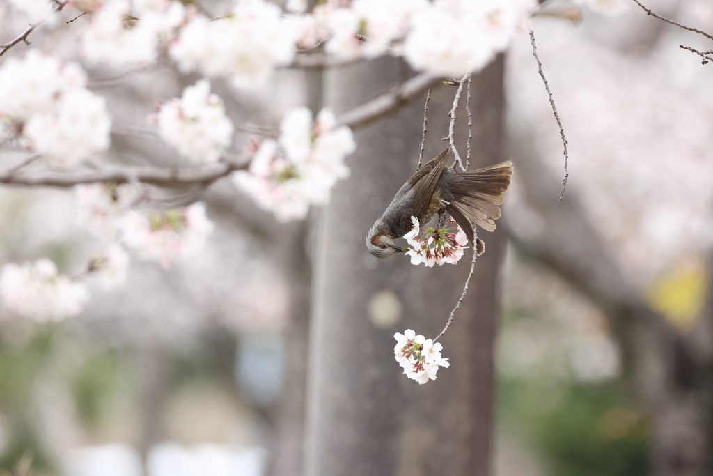 さくらぴよ