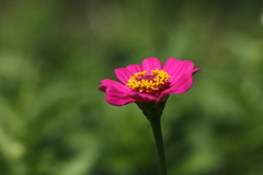 赤い花