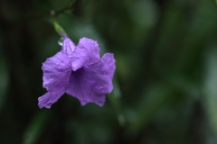 紫の花