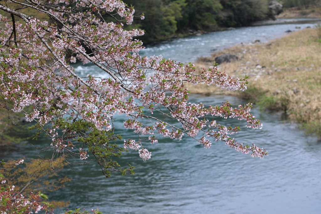 根尾川に咲く桜