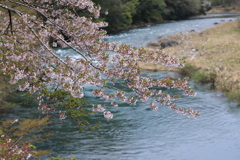 根尾川に咲く桜