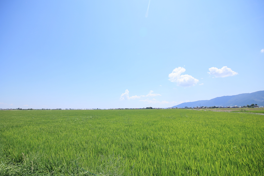 夏！！