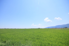夏！！