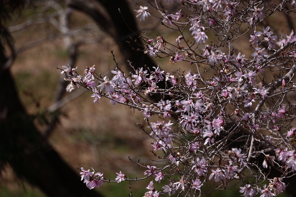 ピンクのリボン飾り