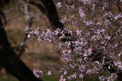 ピンクのリボン飾り