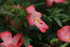 アジアンハイビスカス