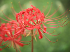 天界に咲く花