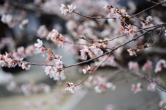 次は梅、桜