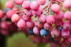 ガマズミヌダムの実