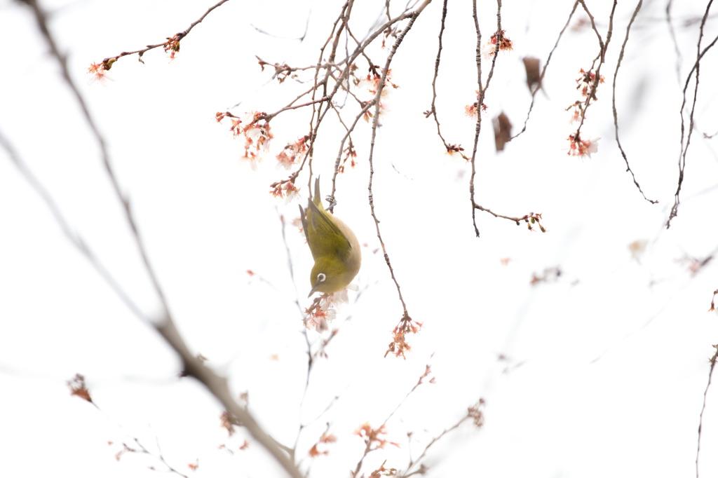 桜にメジロ