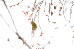 桜にメジロ