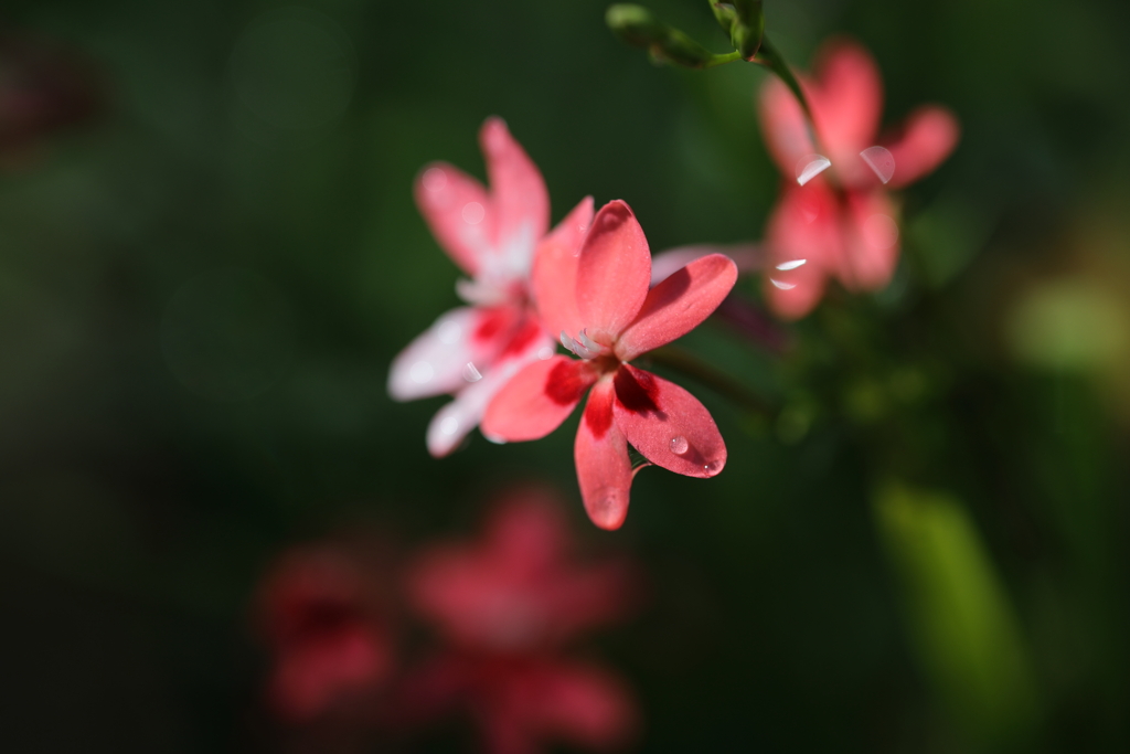 祇園祭の花