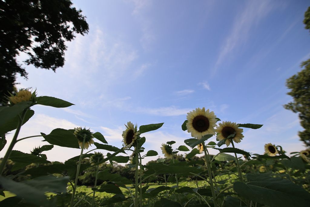 夏空に向かって