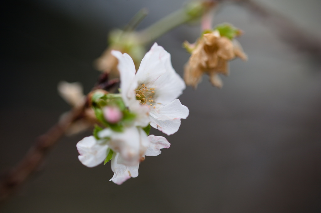 十月桜