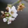 十月桜