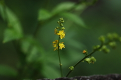 黄金色な花