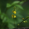 黄金色な花
