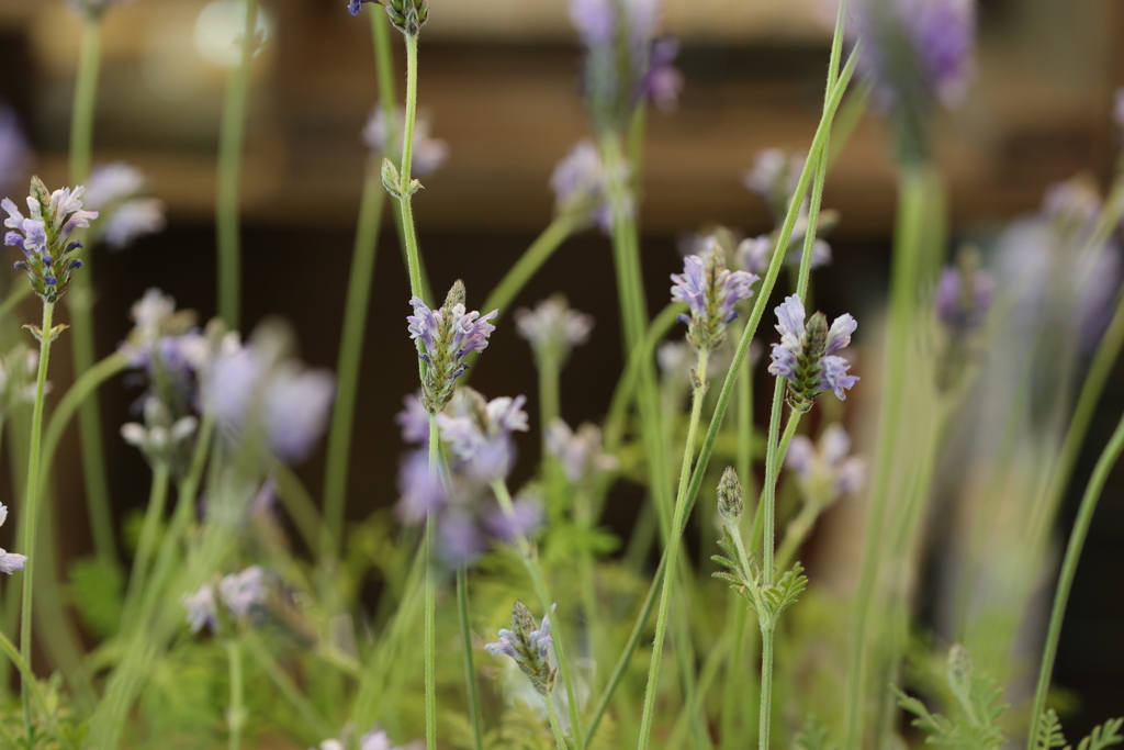Lavandula angustifolia