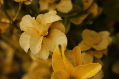 花のように