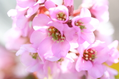pink の花