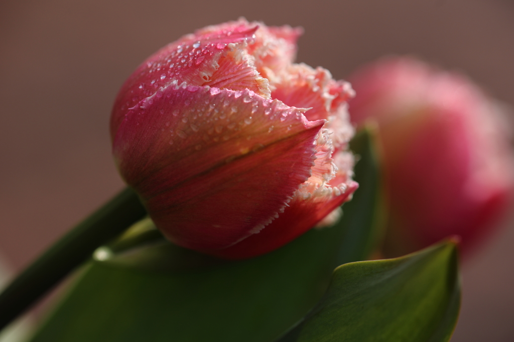 チューリップの滴