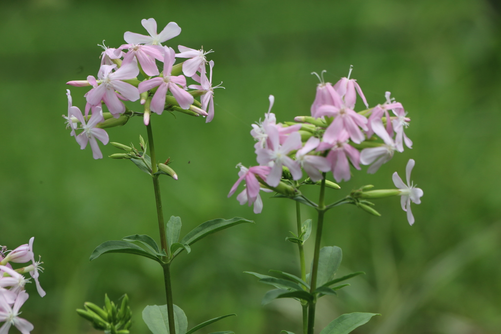 道端の野草　虫取撫子（ムシトリナデシコ）