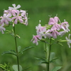 道端の野草　虫取撫子（ムシトリナデシコ）
