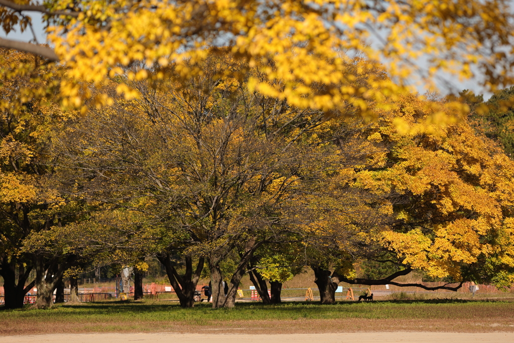 センダンの黄葉
