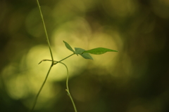 木陰