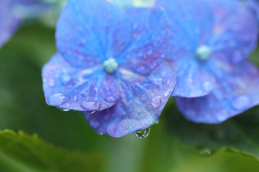 雨上がり