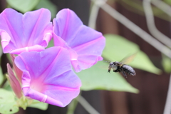 どの蜜にしようかな