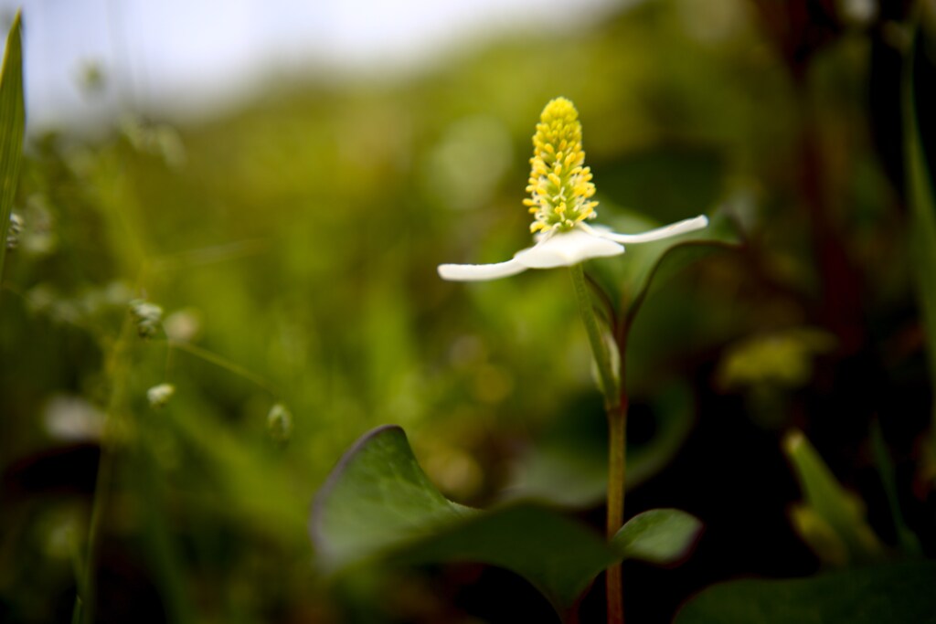 ドクダミ、ドクダメ、ジュウヤク、ギョセイソウ、ジゴクソバ、ウマゼリ
