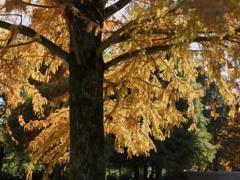 golden shower